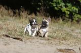 BOULEDOGUE FRANCAIS 189